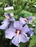 Ketmia syryjska 'Oiseau Bleu' Hibiskus niebieski na pniu