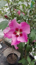 Ketmia syryjska ' Woodbridge' różowy Hibiskus na pniu