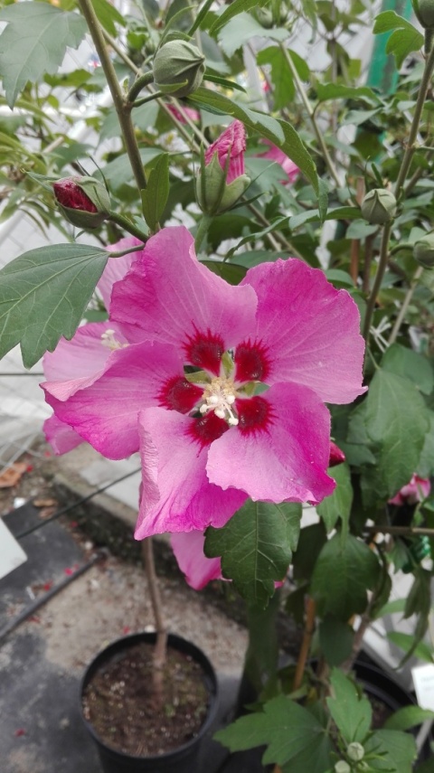 Ketmia syryjska ' Woodbridge' różowy Hibiskus na pniu