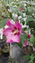 Ketmia syryjska ' Woodbridge' różowy Hibiskus na pniu