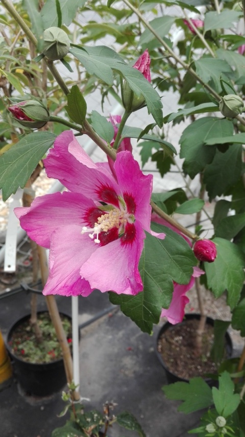Ketmia syryjska ' Woodbridge' różowy Hibiskus na pniu