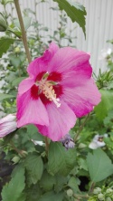 Ketmia syryjska ' Woodbridge' różowy Hibiskus na pniu