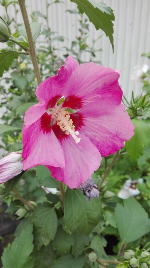 Ketmia syryjska ' Woodbridge' różowy Hibiskus na pniu