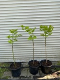 Klon palmowy Shirasawy Aureum