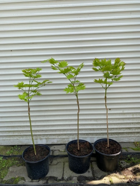 Klon palmowy Shirasawy Aureum