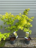 Klon palmowy Shirasawy Jordan