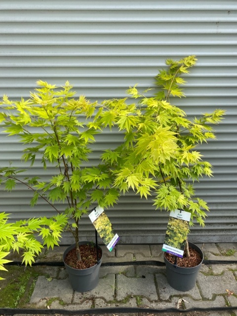 Klon palmowy Shirasawy Jordan