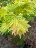 Klon palmowy Shirasawy Jordan