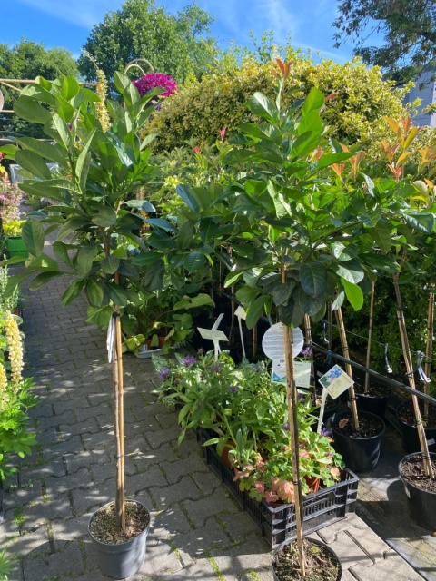 Laurowiśnia Etna pienna