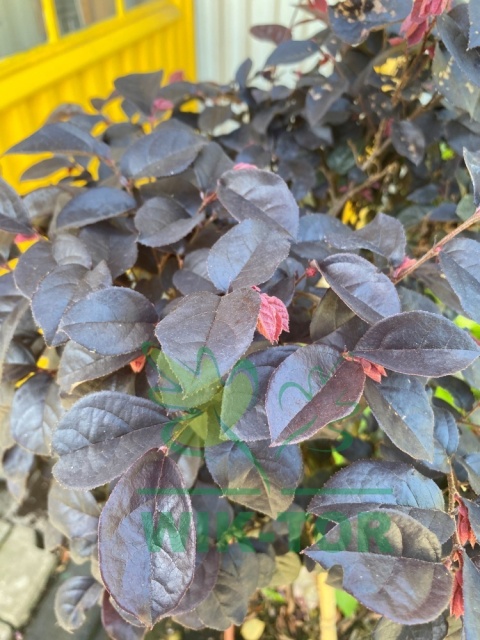 Loropetalum chińskie 'Fire Dance'