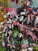 Loropetalum chińskie 'Fire Dance'
