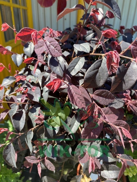 Loropetalum chińskie 'Fire Dance'