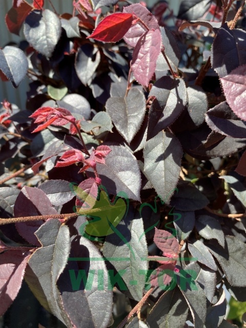 Loropetalum chińskie 'Fire Dance'