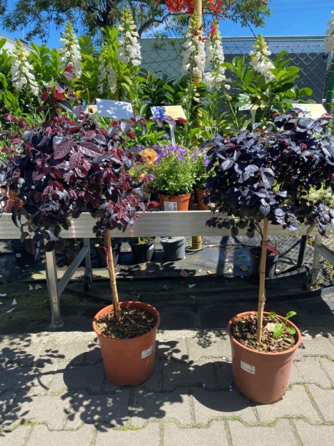 Loropetalum chińskie 'Fire Dance'