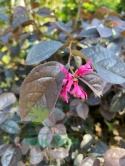 Loropetalum chińskie 'Fire Dance'