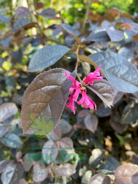 Loropetalum chińskie 'Fire Dance'