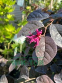 Loropetalum chińskie 'Fire Dance'