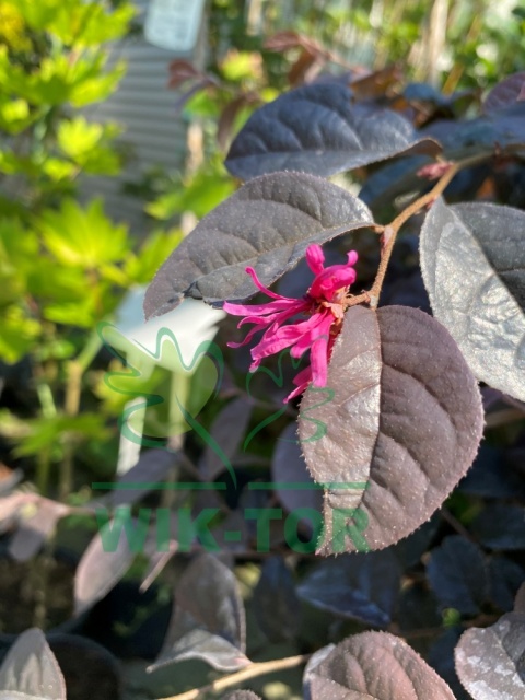 Loropetalum chińskie 'Fire Dance'