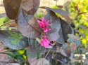 Loropetalum chińskie 'Fire Dance'