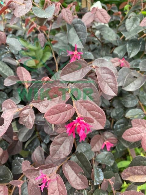 Loropetalum chińskie 'Fire Dance'