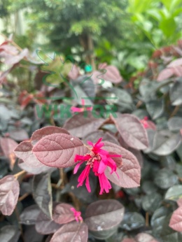 Loropetalum chińskie 'Fire Dance'
