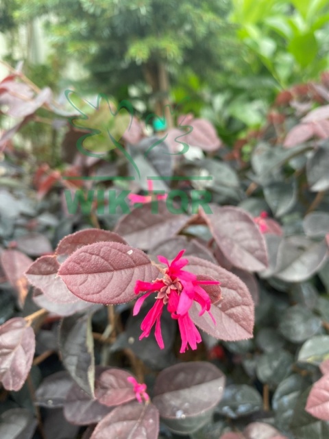 Loropetalum chińskie 'Fire Dance'