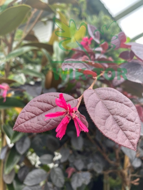 Loropetalum chińskie 'Fire Dance'
