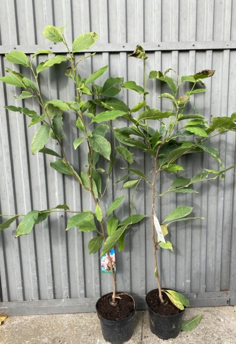 Magnolia gwiaździsta 'Rosea'