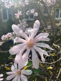 Magnolia gwiaździsta 'Rosea'