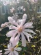 Magnolia gwiaździsta 'Rosea'