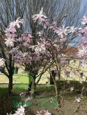Magnolia gwiaździsta 'Rosea'