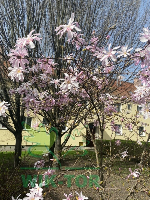 Magnolia gwiaździsta 'Rosea'