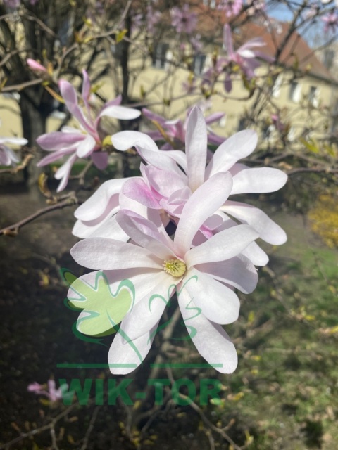 Magnolia gwiaździsta 'Rosea'