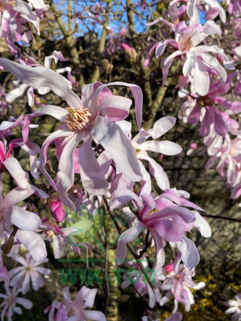 Magnolia gwiaździsta 'Rosea'