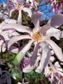 Magnolia gwiaździsta 'Rosea'