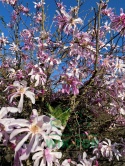 Magnolia gwiaździsta 'Rosea'