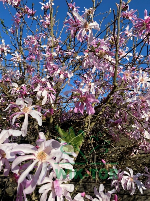 Magnolia gwiaździsta 'Rosea'