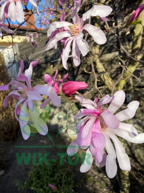Magnolia gwiaździsta 'Rosea'