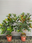 Magnolia wielkokwiatowa