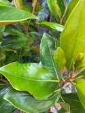 Magnolia wielkokwiatowa