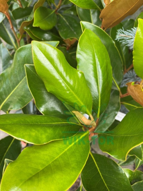 Magnolia wielkokwiatowa