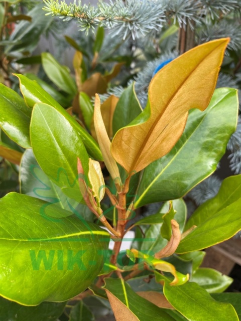 Magnolia wielkokwiatowa
