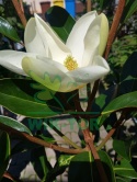 Magnolia wielkokwiatowa