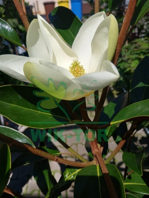 Magnolia wielkokwiatowa