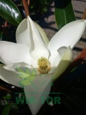 Magnolia wielkokwiatowa