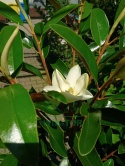 Magnolia wielkokwiatowa