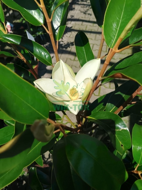 Magnolia wielkokwiatowa