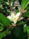 Magnolia wielkokwiatowa