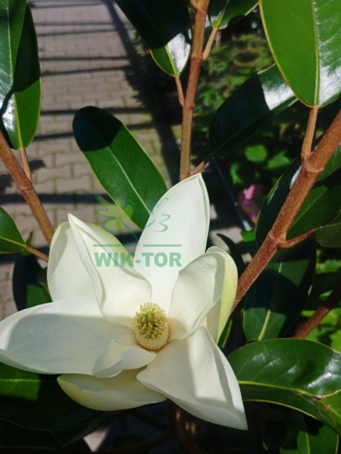 Magnolia wielkokwiatowa