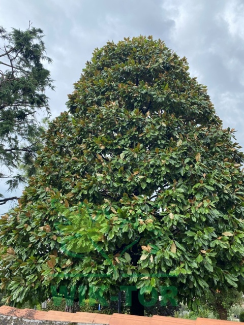 Magnolia wielkokwiatowa
